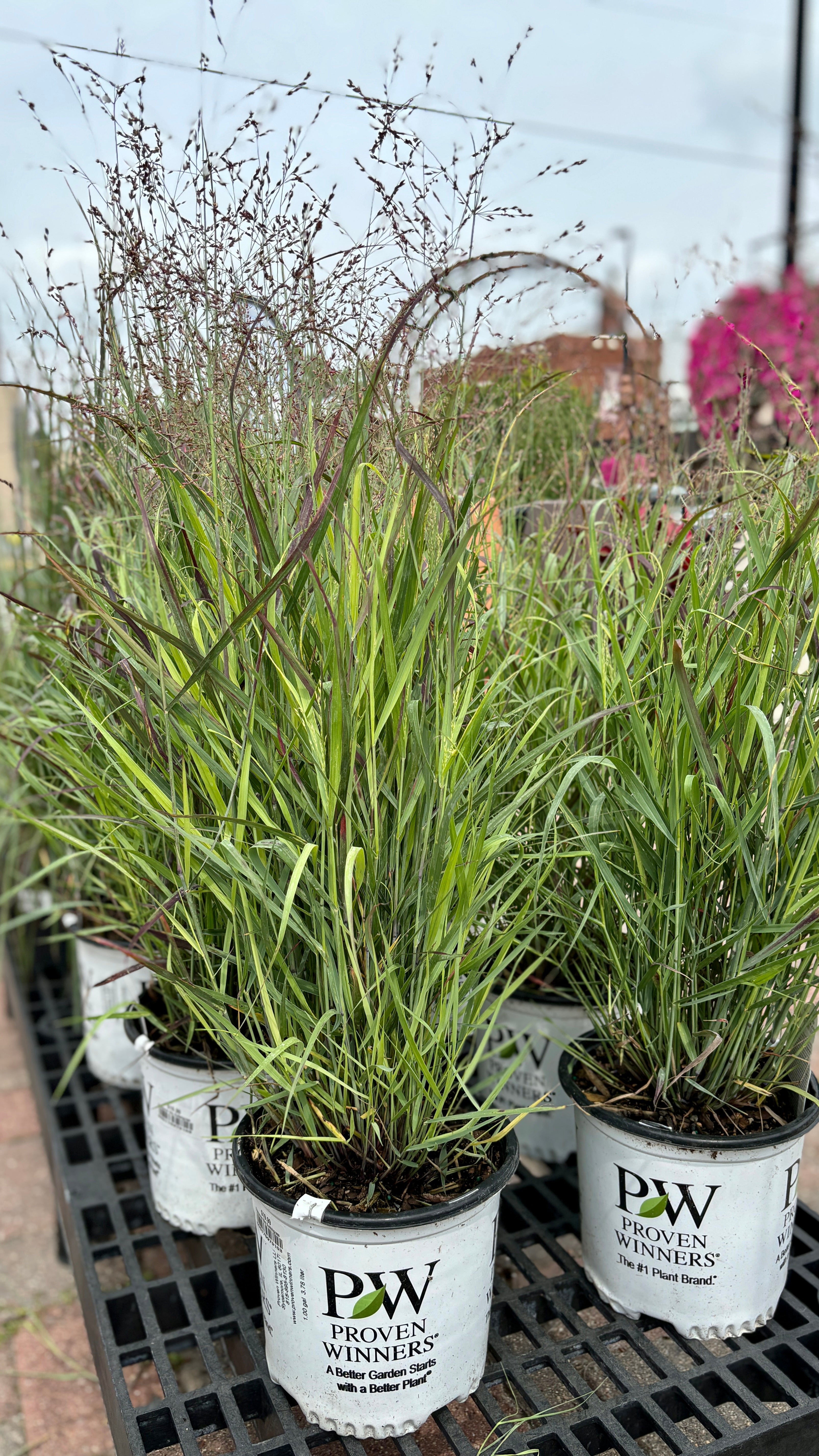 Panicum/Prairie Winds 'Cheyenne Sky' #1