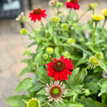 Echinacea Sombrero Salsa Red #1