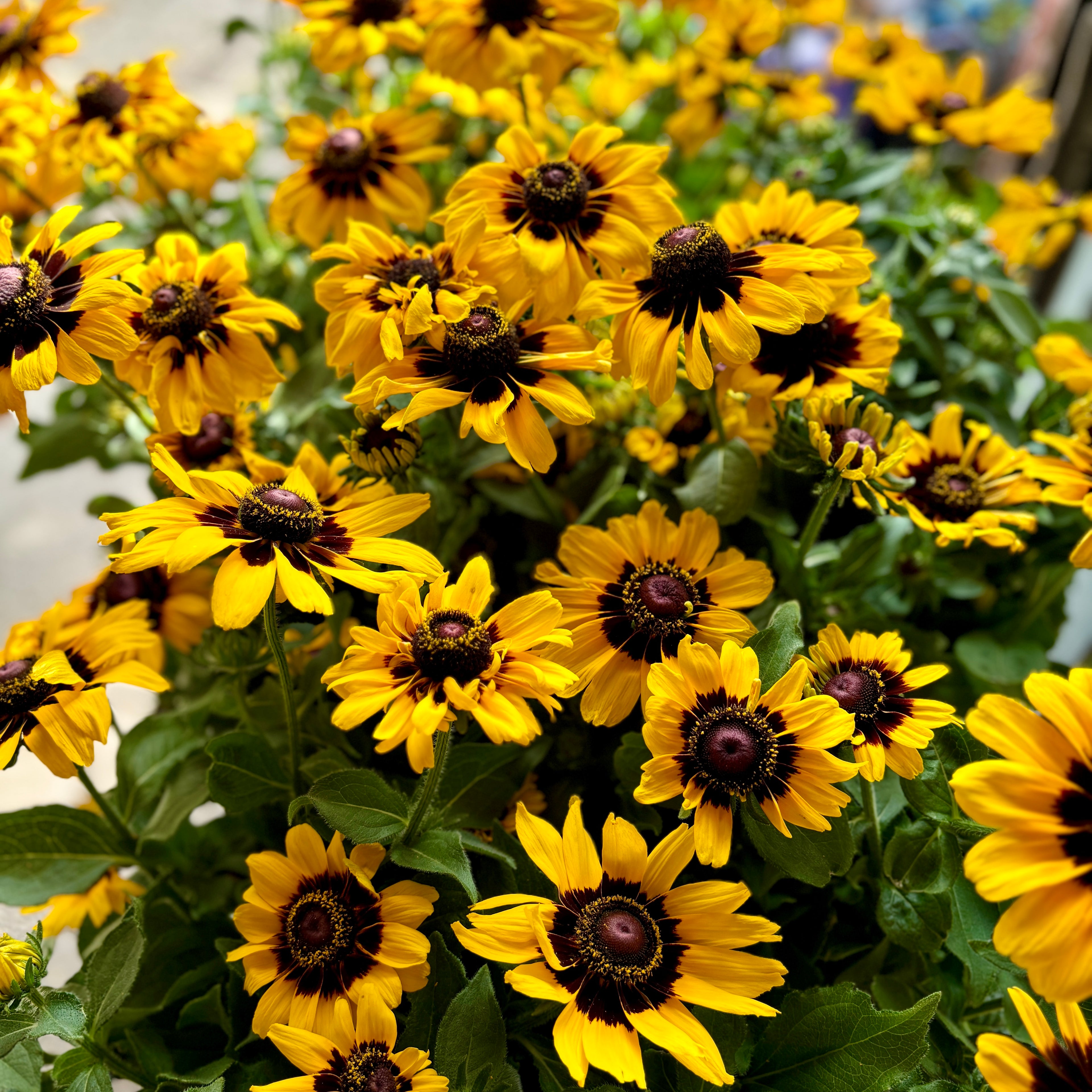 7.5" Rudbeckia Pawnee Spirit