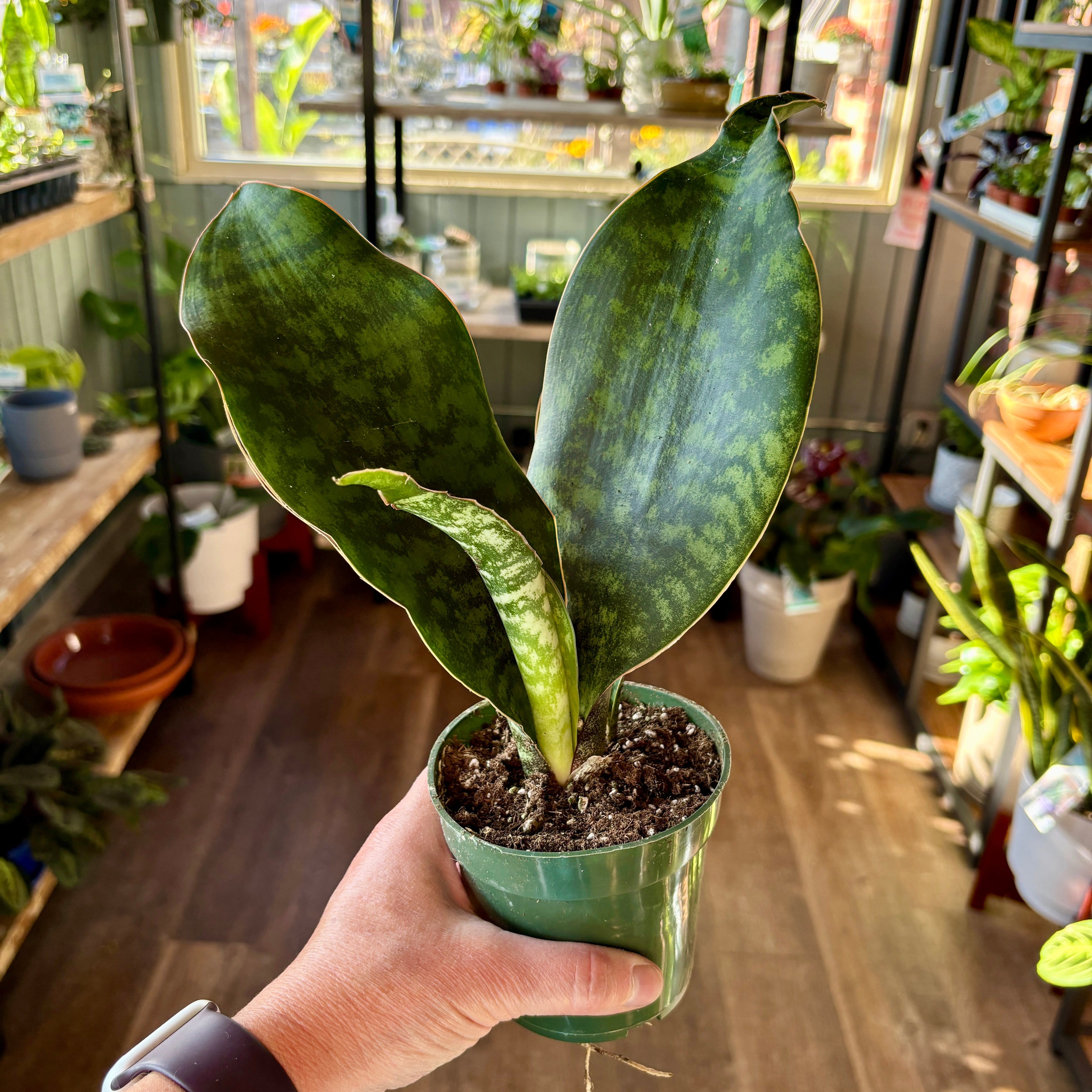 4" Sansevieria Whale Fin