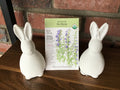 Hyssop True Organic