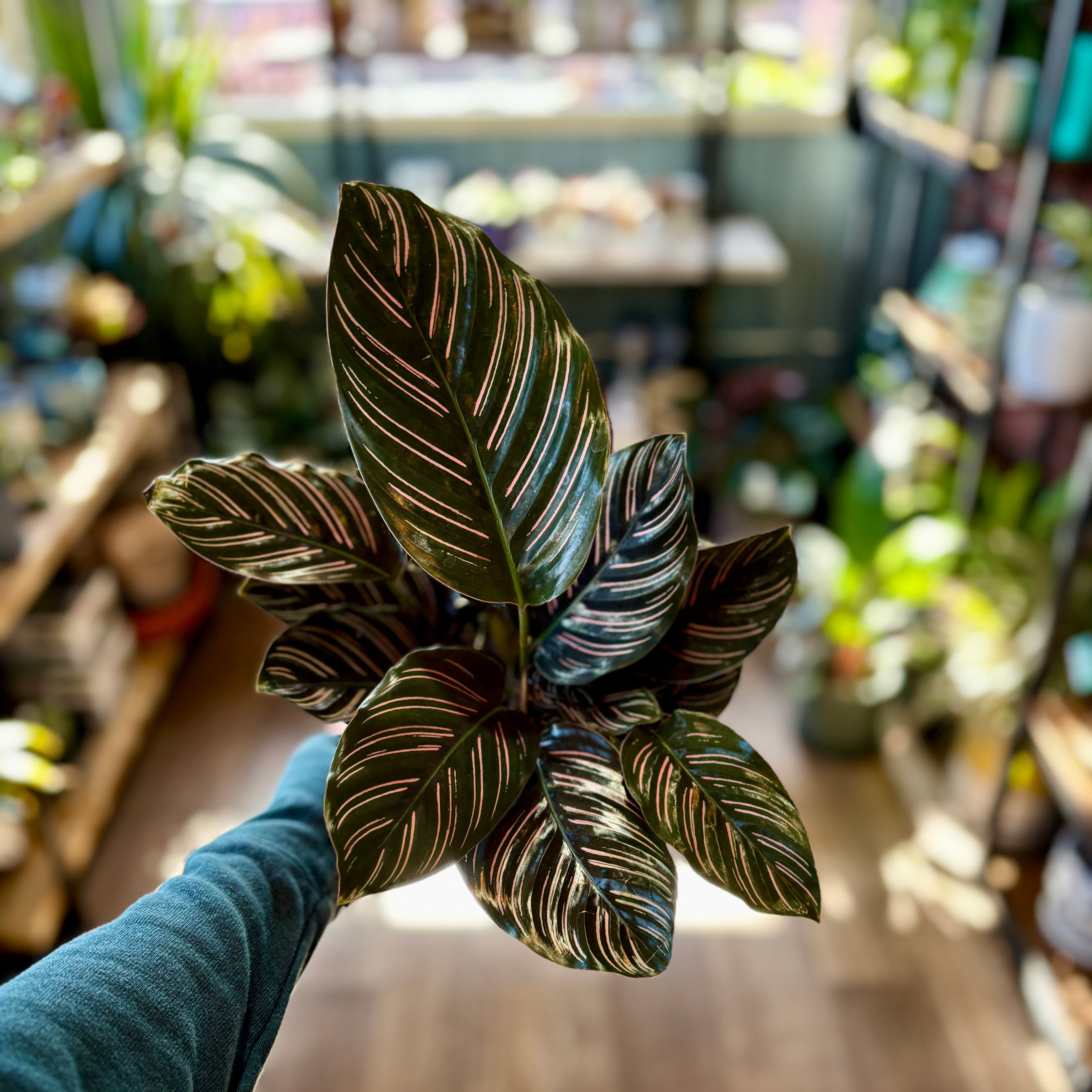 Calathea Ornata - 6"