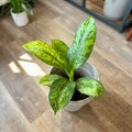 Dieffenbachia Crocodile 6"