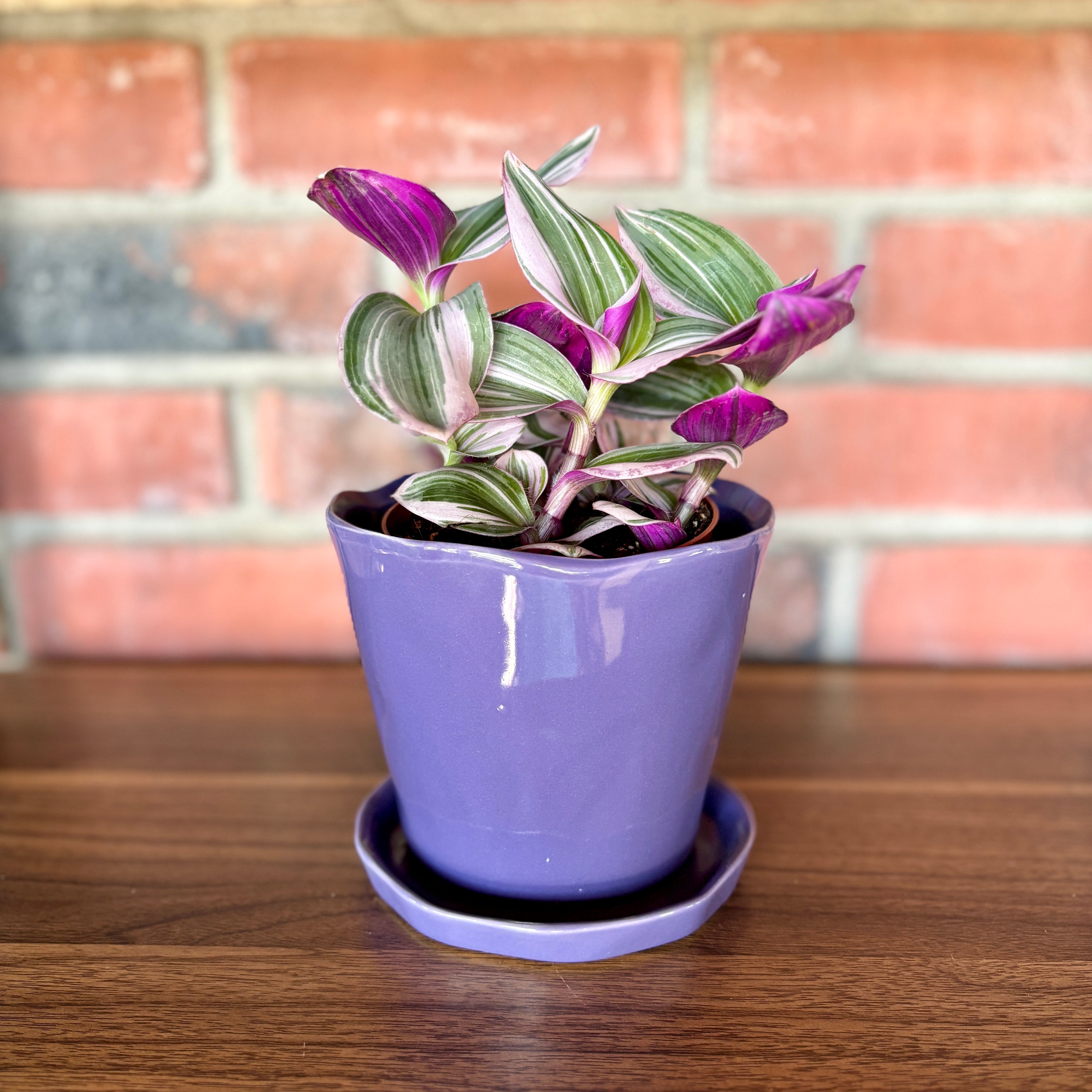 4" Bubblegum Tradescantia/Boat Plant