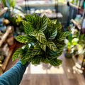 Calathea Freddy 6"