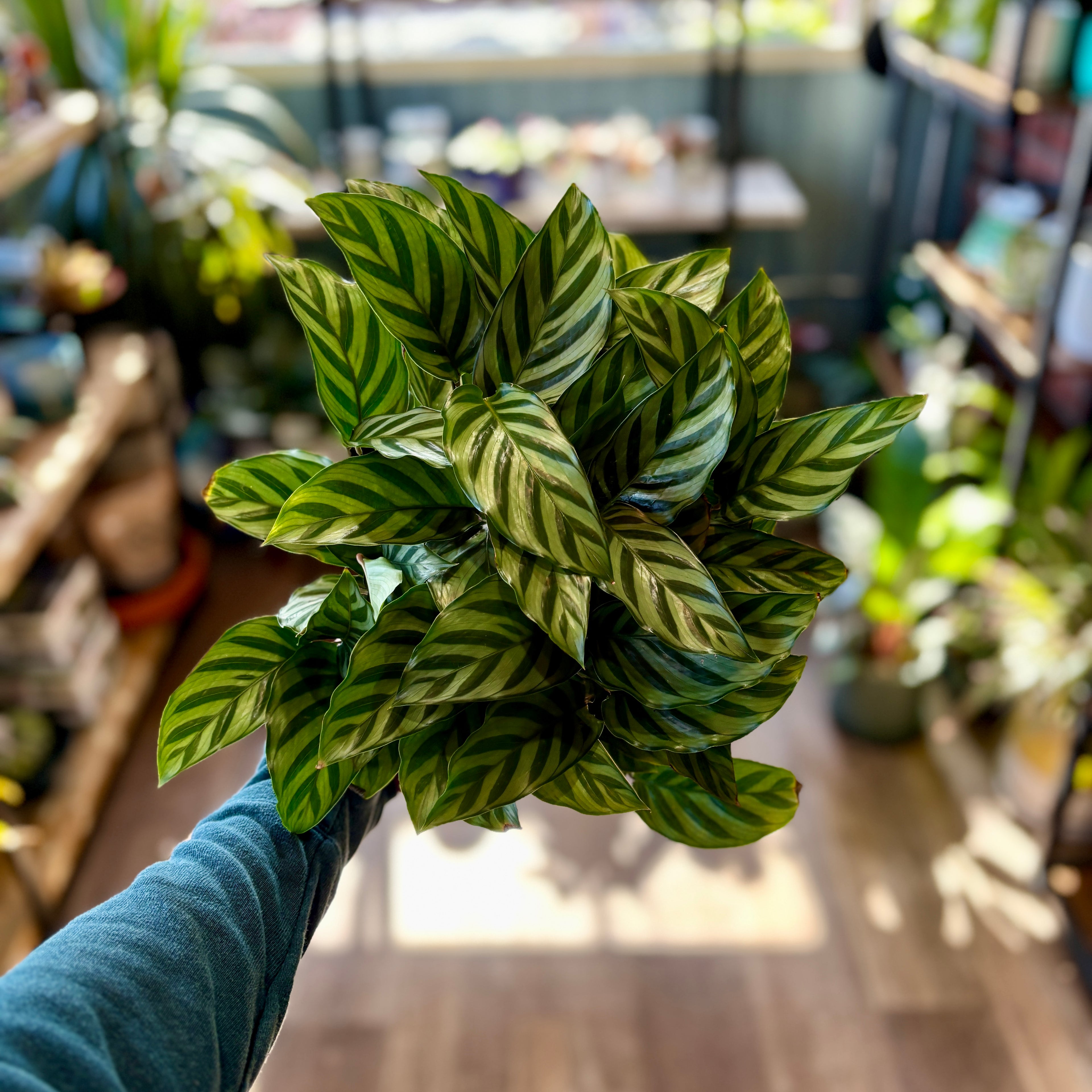 Calathea Freddy 6"