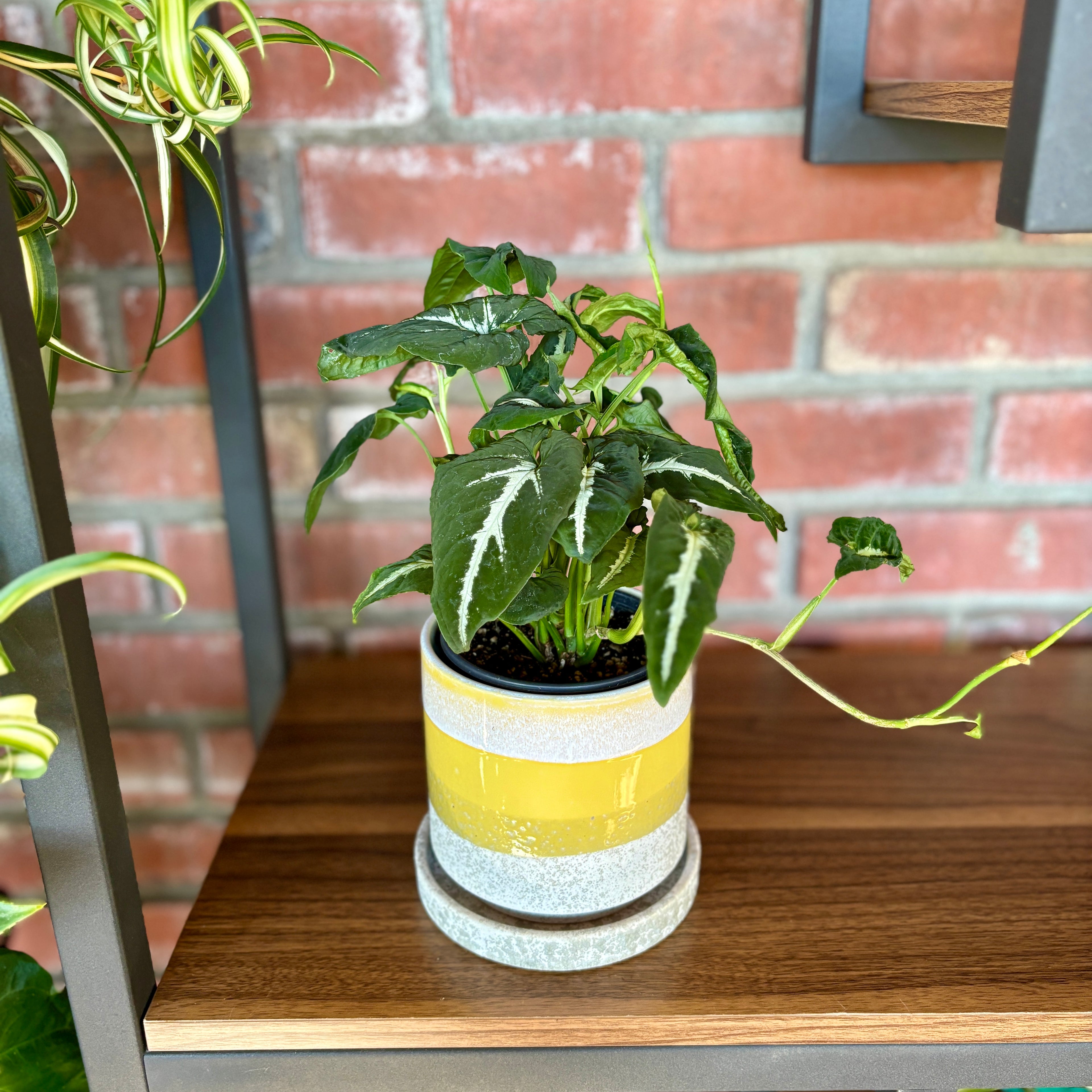 Syngonium Wendlandii 'Black Velvet' 4"