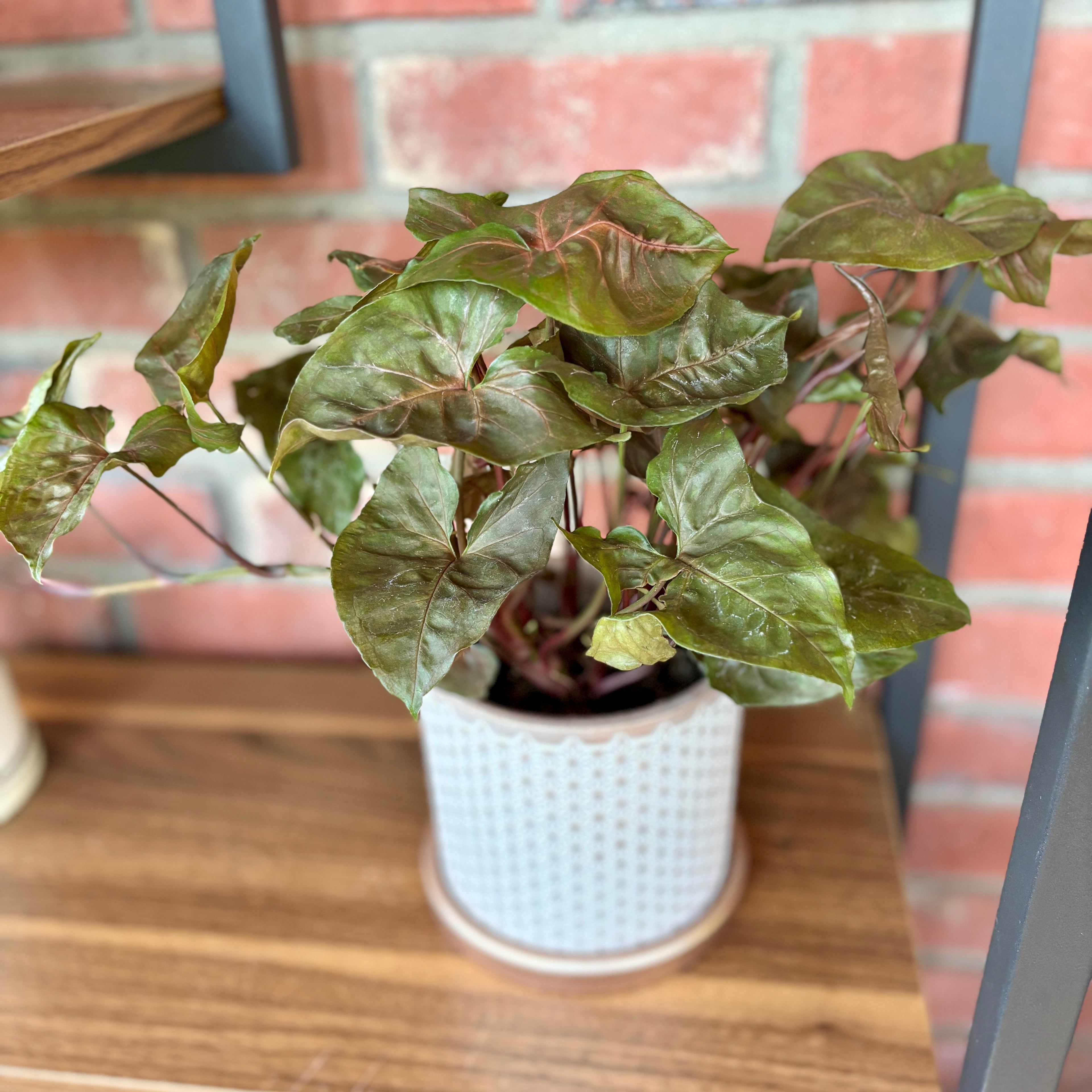 Syngonium Maria Bronze Butterfly 4"