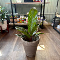 Anthurium Big Red Bird 6"