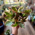 Peperomia Ginny 6"