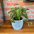 5.25"X4.75" Jupiter Pot
