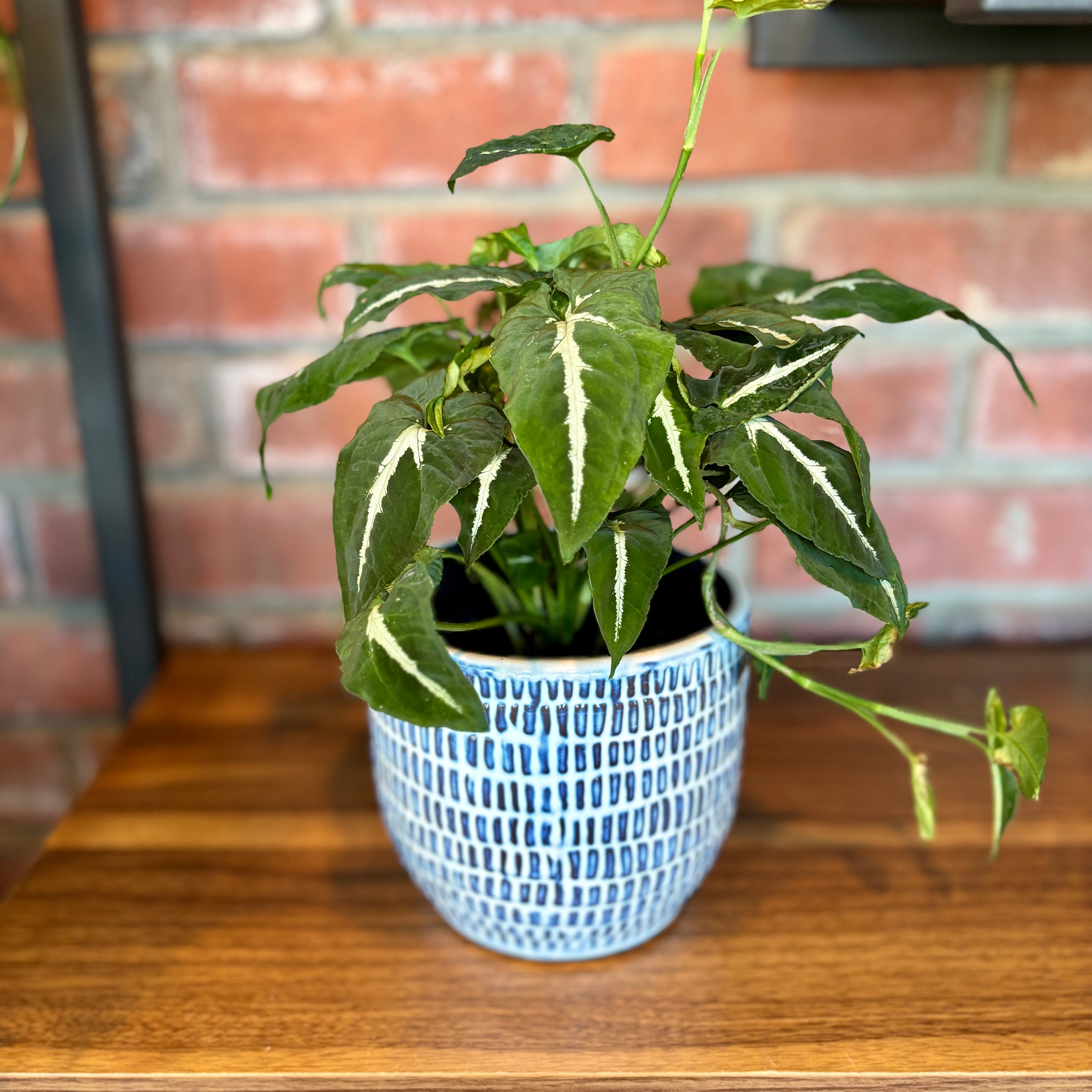 5.25"X4.75" Jupiter Pot