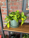 Do Not Use 7” Olive Sage Signature Planter & Saucer