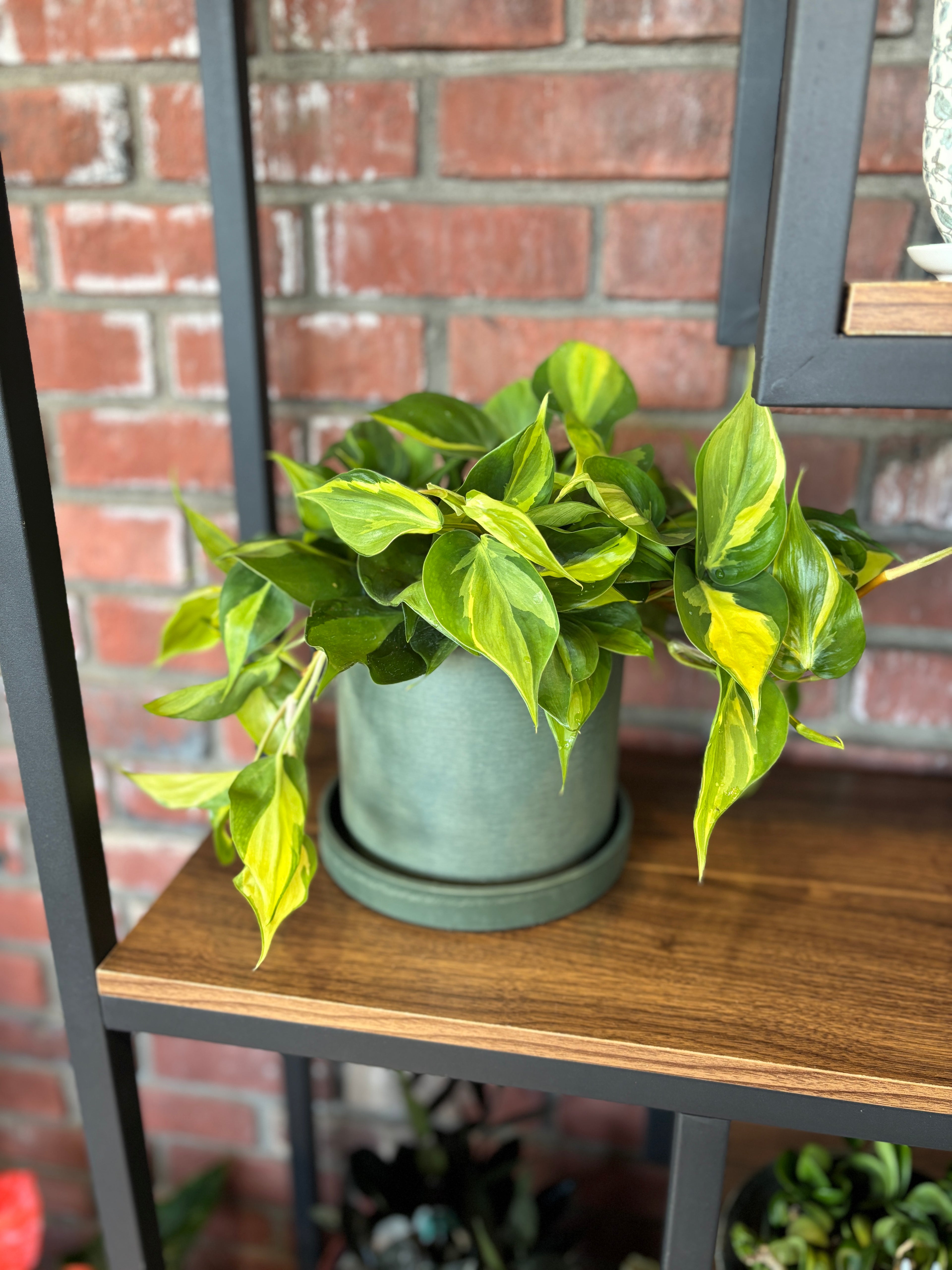Do Not Use 7” Olive Sage Signature Planter & Saucer