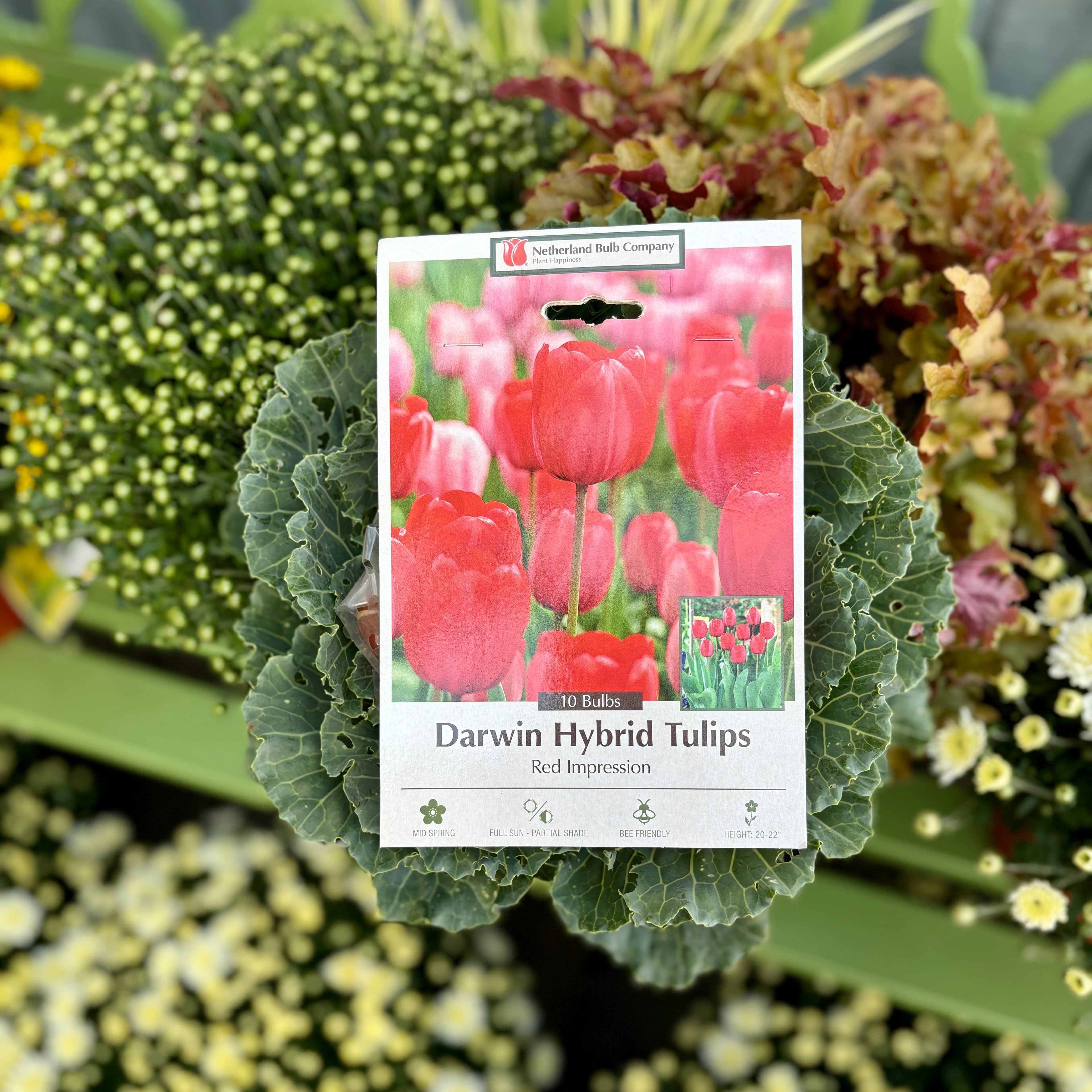 Tulip Red Impression