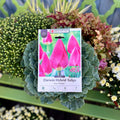 Tulip Rosy Delight