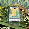 Tulip Strong Gold