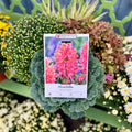 Hyacinth Sweet Invitation
