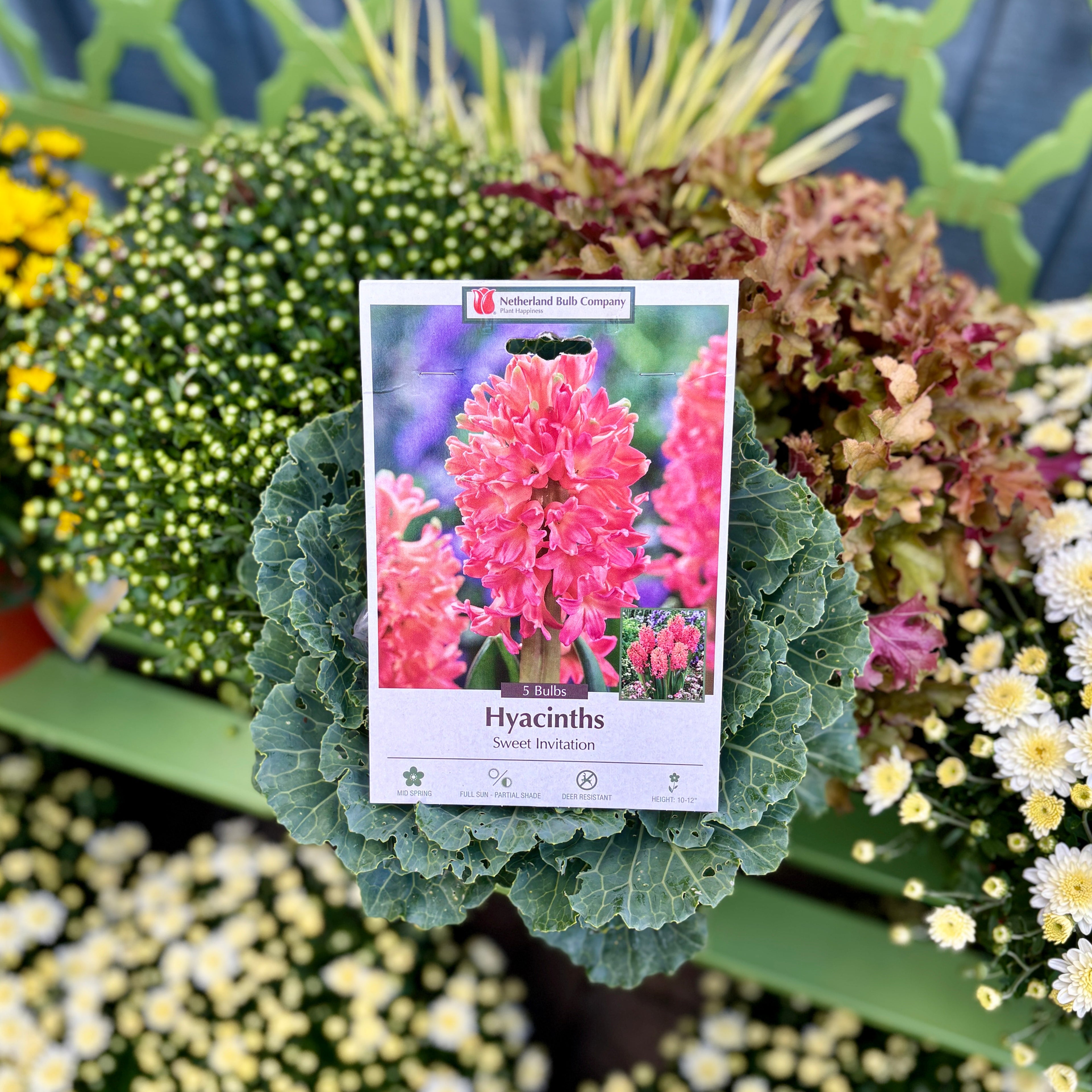 Hyacinth Sweet Invitation