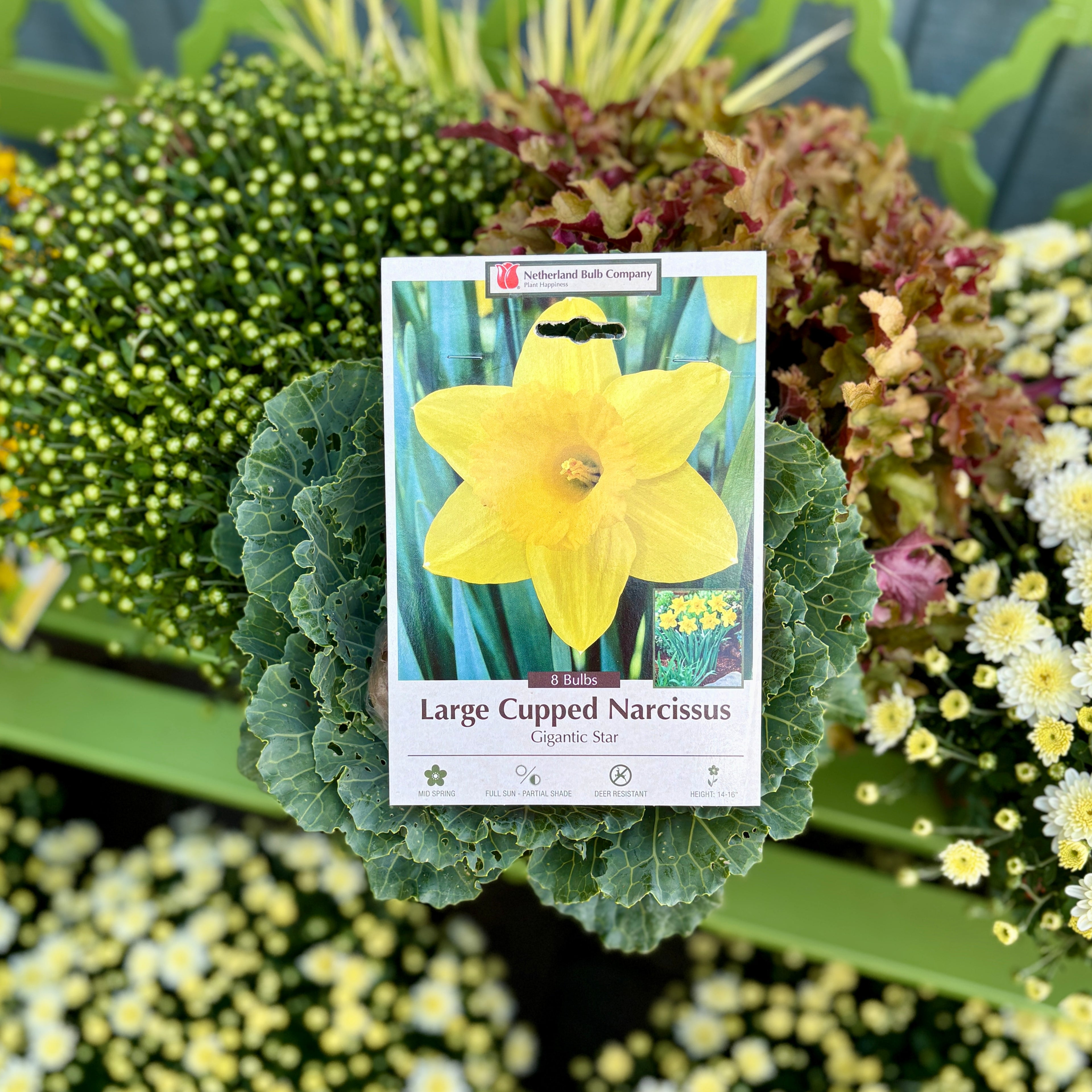 Narcissus Gigantic Star
