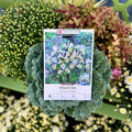 Katharine Hodgkin Dwarf Iris