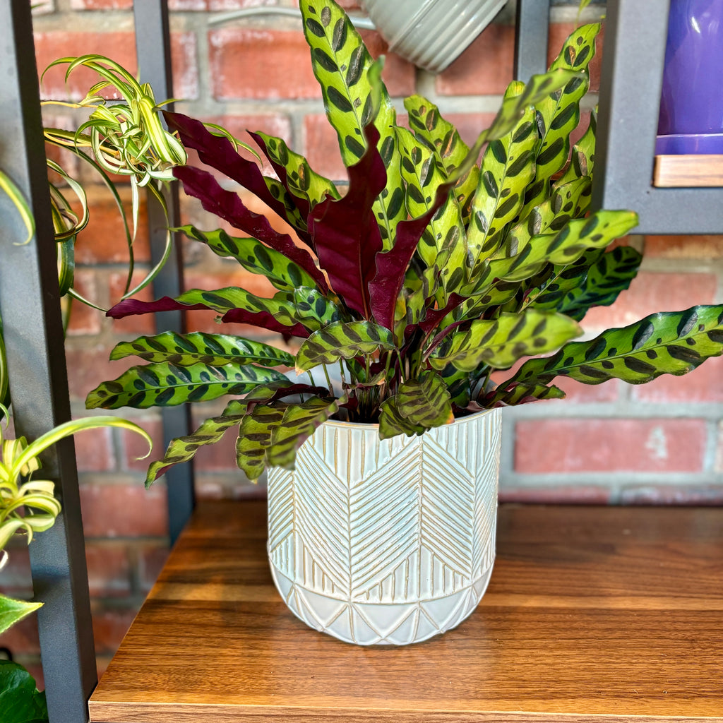 Calathea Lancifolia 'Rattlesnake' - 6"