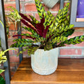 Calathea Lancifolia 'Rattlesnake' - 6"