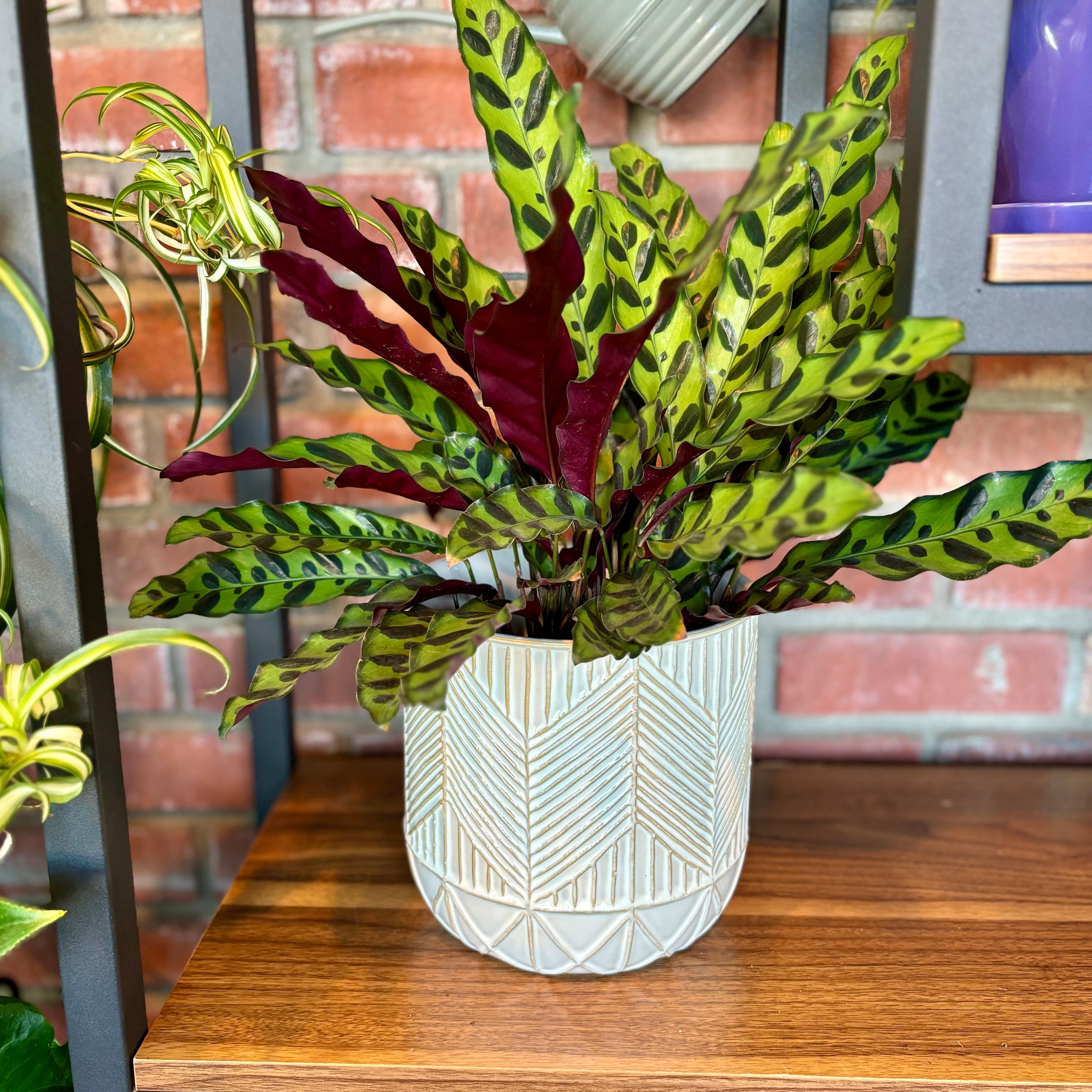 Calathea Lancifolia 'Rattlesnake' - 6"