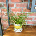 Juncus Spiralis 4"
