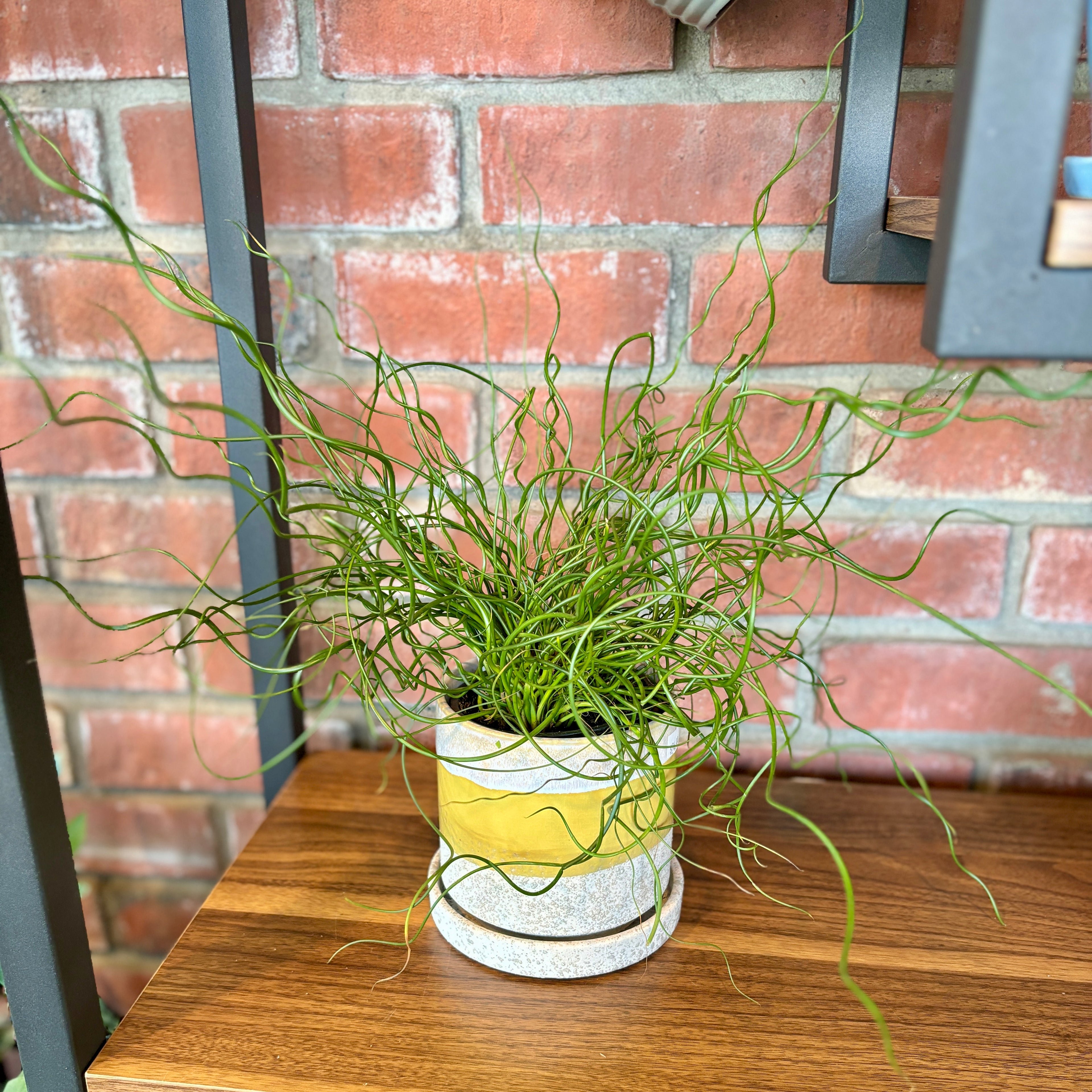 Juncus Spiralis 4"