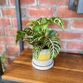 Zebra Plant 4" - 4"