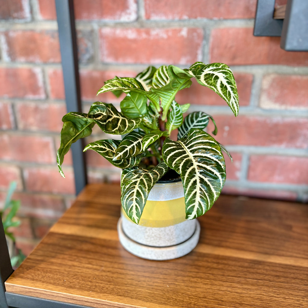 Zebra Plant 4"