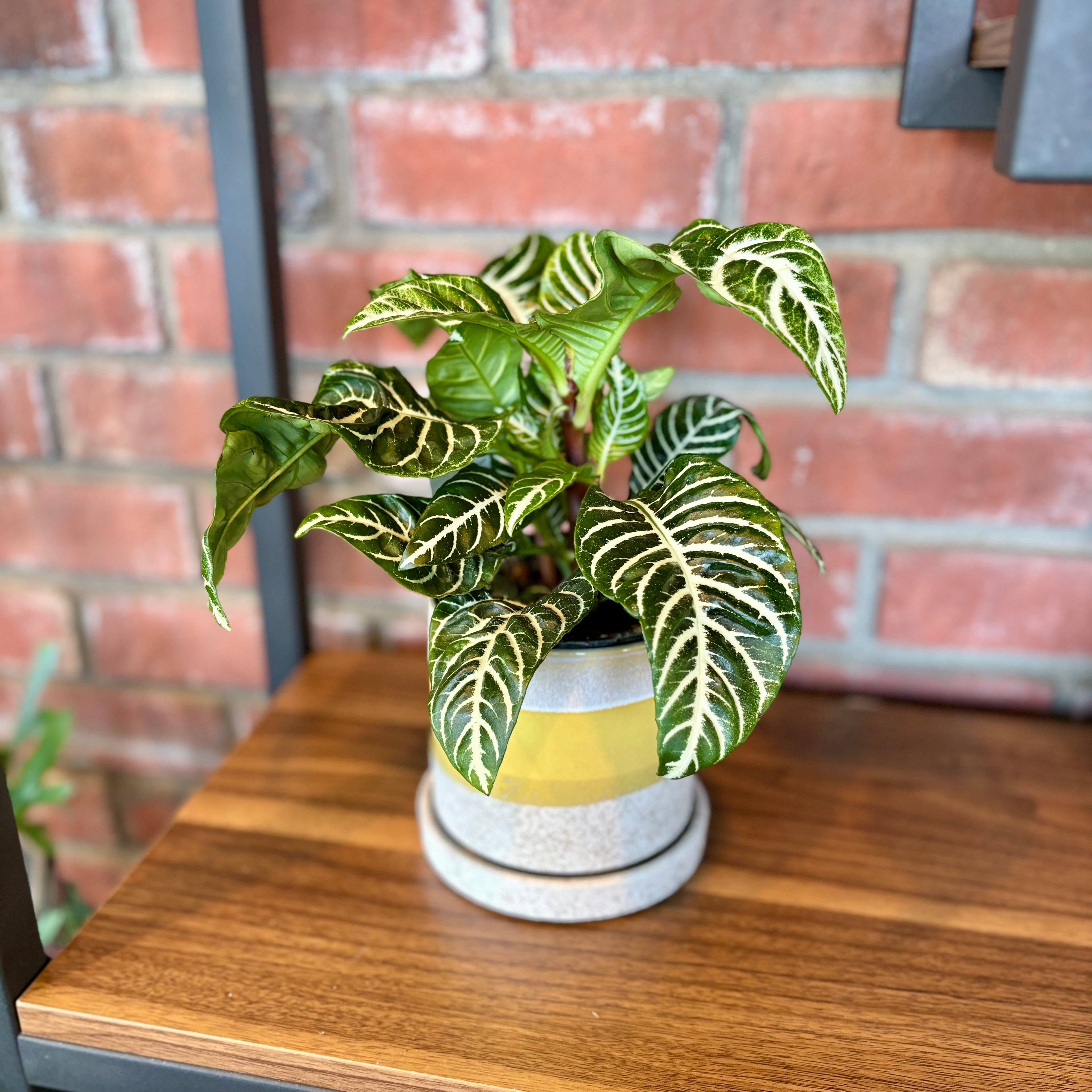 Zebra Plant 4"
