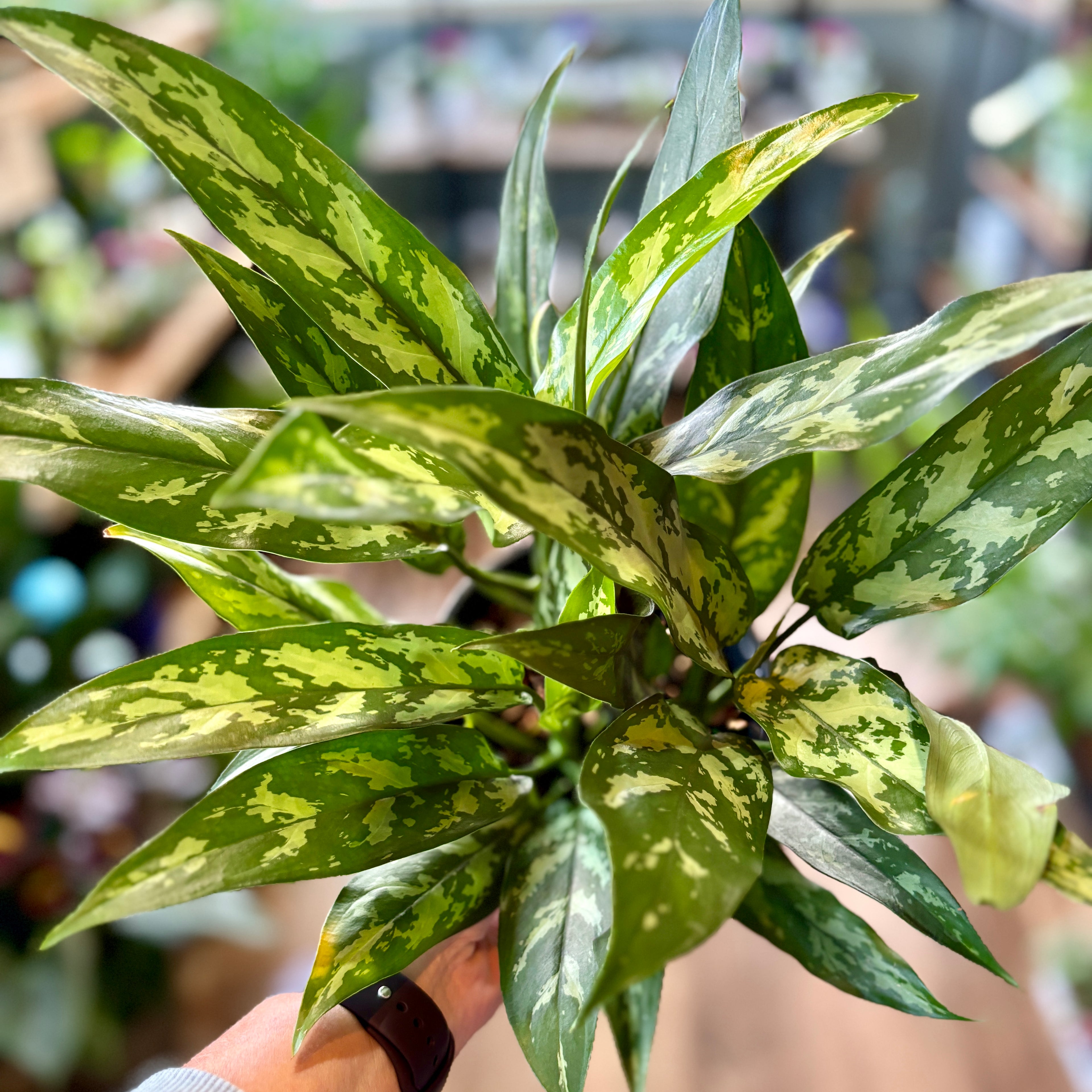 Aglaonema Maria/Emerald Beauty 6"