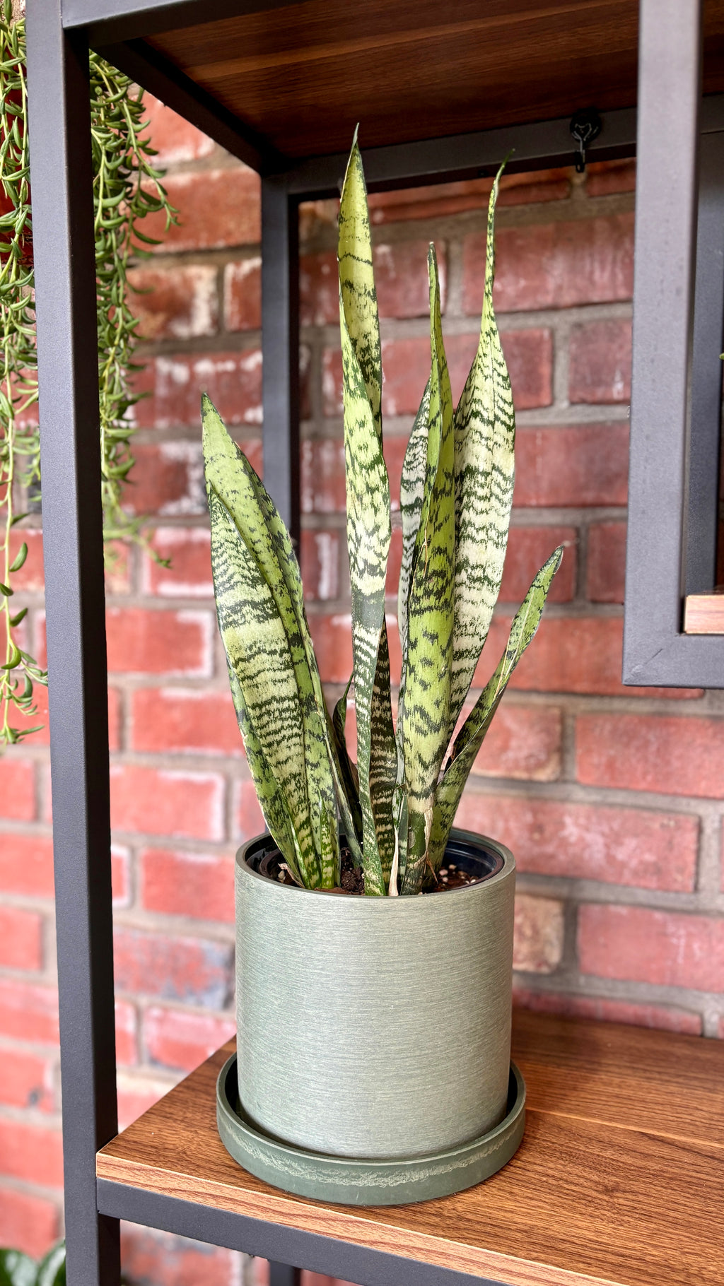 Sansevieria Zeylanica 6" - Zeylanica