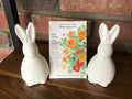 Nasturtium Alaska Variegated