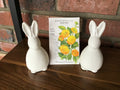 Sunflower, Dwarf Teddy Bear | Helianthus