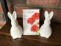 Poppy, Corn 'American Legion' | Papaver