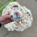 Amaryllis Doublet