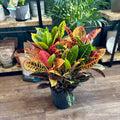 Croton 8" Pot