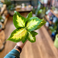 Dieffenbachia Cool Beauty 4 Inch