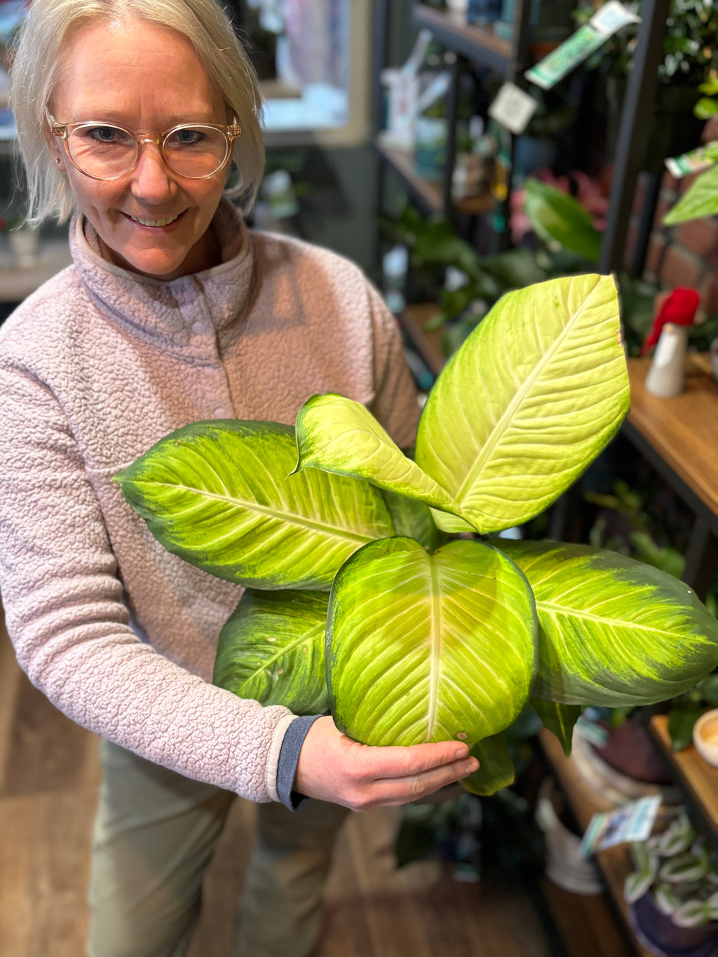 Dieffenbachia 'Tropic Marianne' 6"