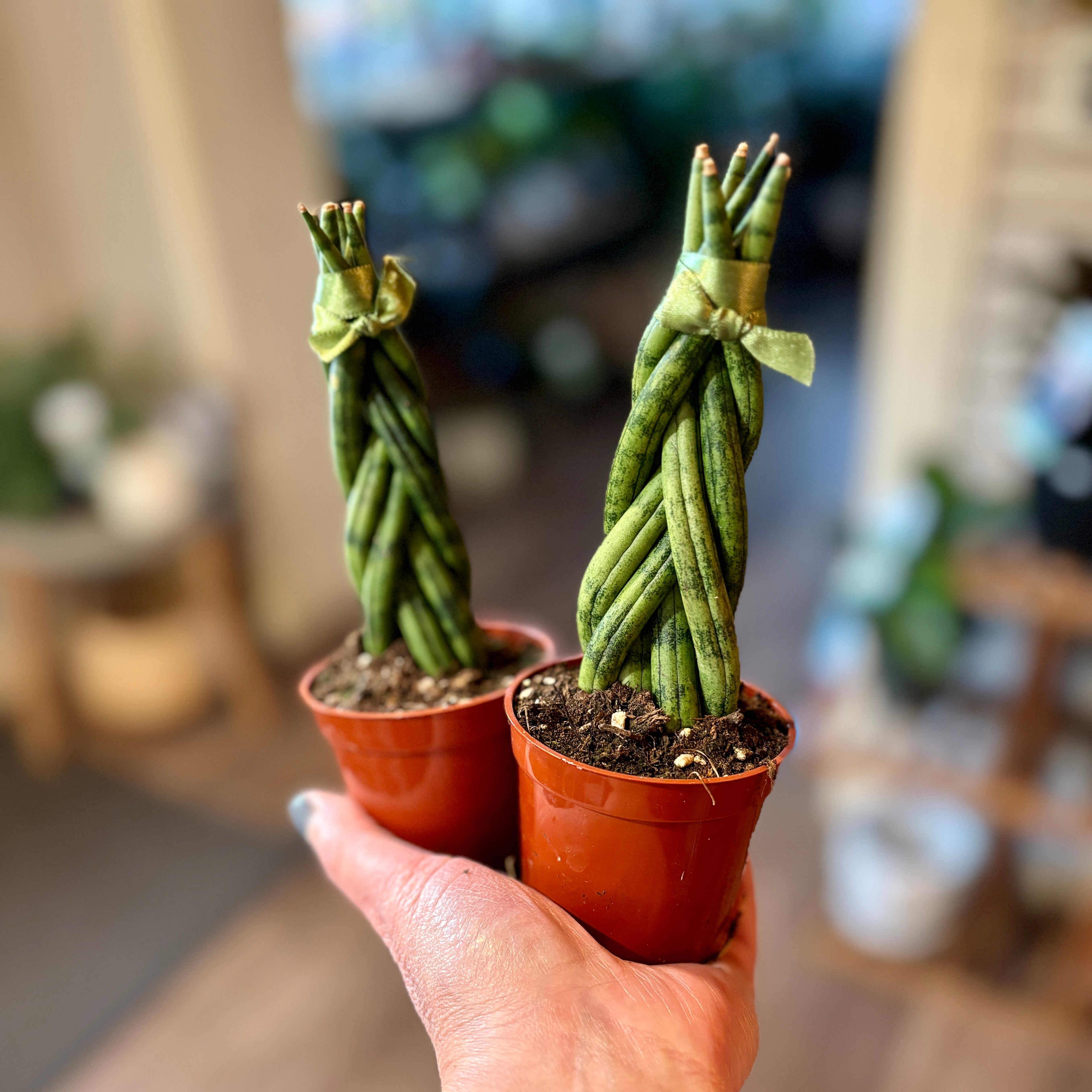 Sansevieria Braid 3"