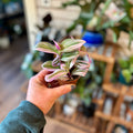 Tradescantia Bubblegum 2"