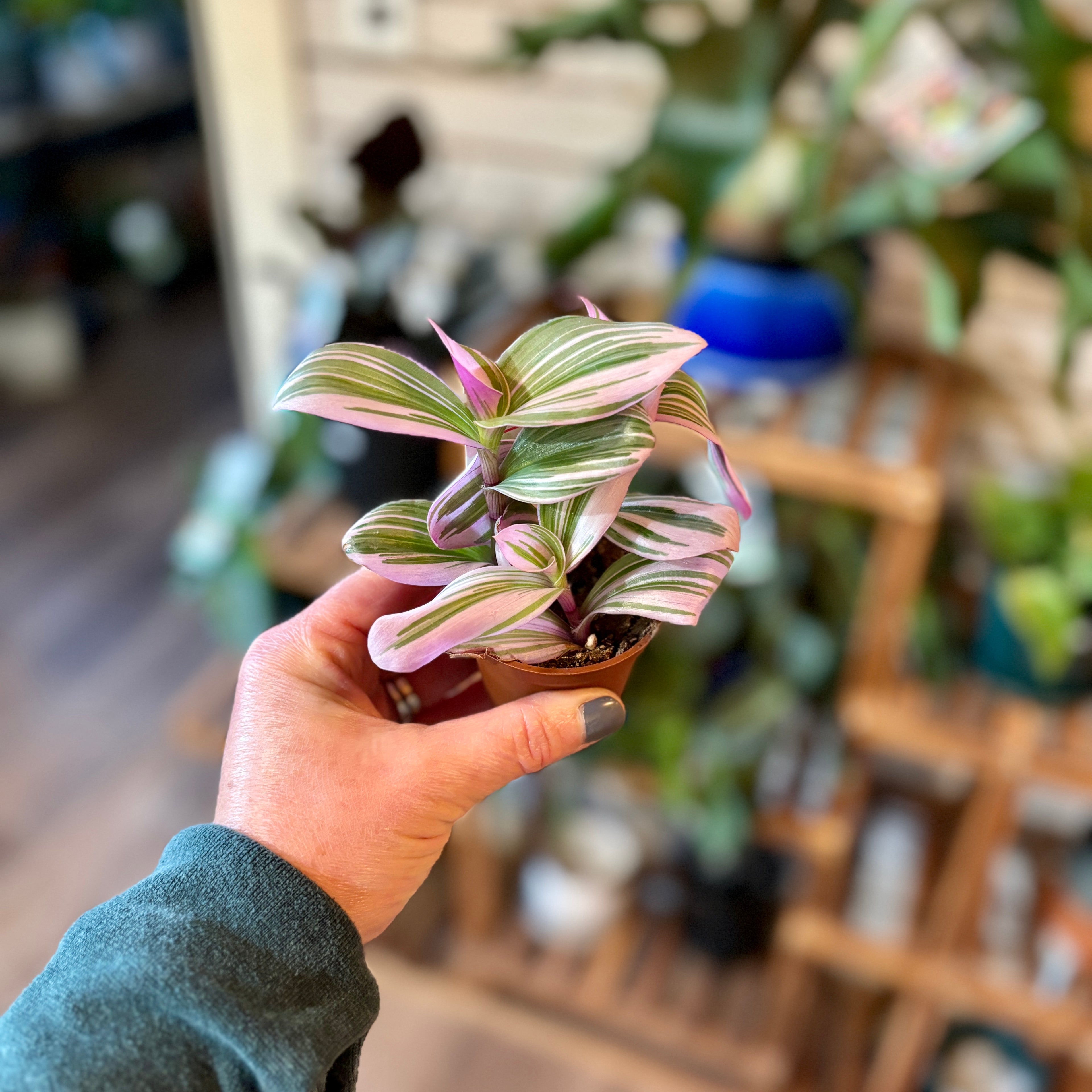 Tradescantia Bubblegum 2"
