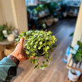 Hoya Serpens 6"