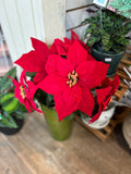 22" Red Velvet Poinsettia Stem