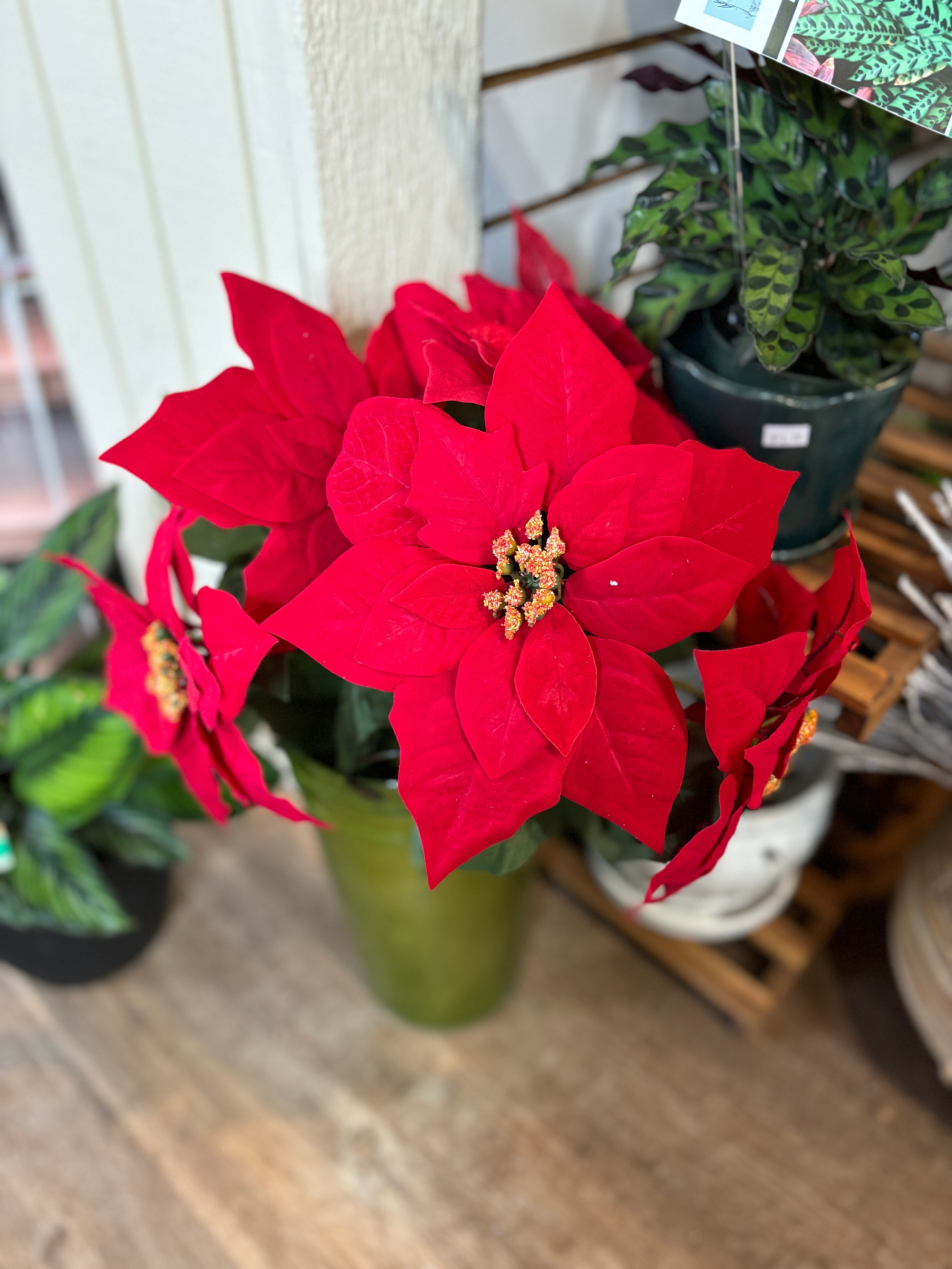 22" Red Velvet Poinsettia Stem