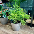 Norfolk Pine 4"
