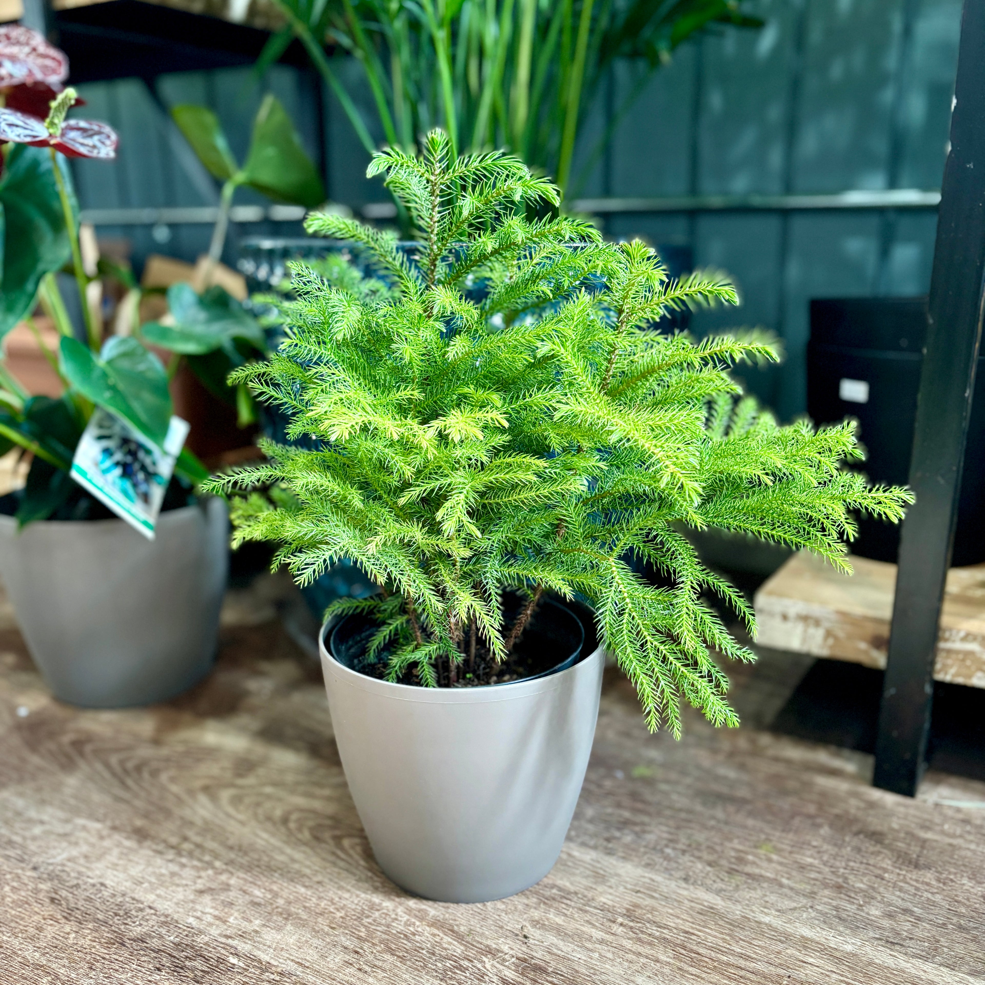 Norfolk Pine 8"